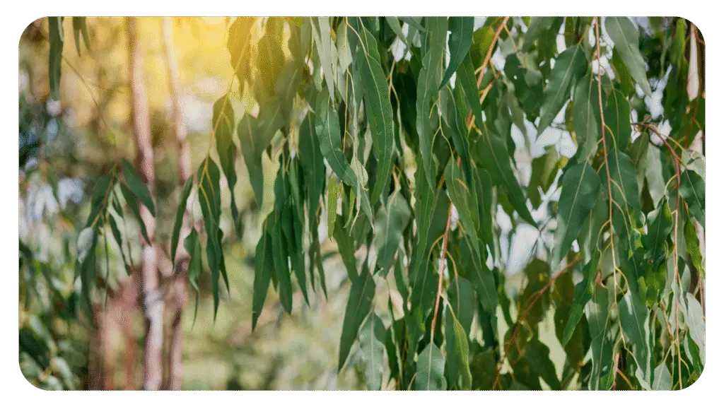 jarrah honey